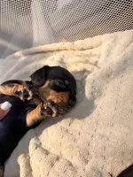 Ace    Black and tan smooth boy, a male Miniature Dachshund for sale in El Cajon, CA – 5 of 7