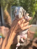 Sprinkles Isabella dapple smooth girl, a female Miniature Dachshund for sale in El Cajon, CA – 6 of 7