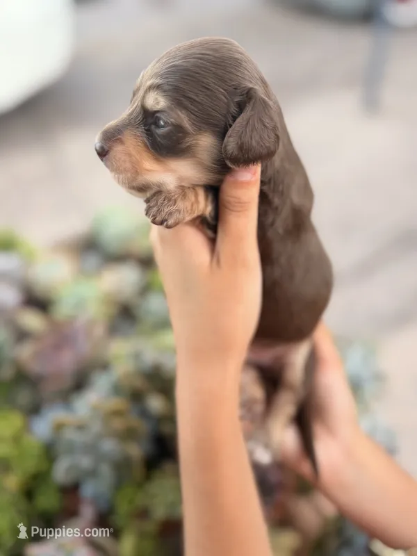 Marley Long hair chocolate  and cream girl – Miniature Dachshund puppy for sale in El Cajon, CA