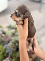 Marley Long hair chocolate  and cream girl, a female Miniature Dachshund for sale in El Cajon, CA – 1 of 9