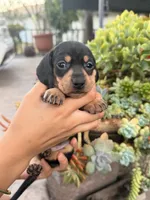 Ellie Black and tan Smooth girl, a female Miniature Dachshund for sale in El Cajon, CA – 8 of 9