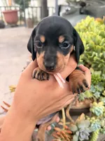 Dutchess black and tan smooth girl, a female Miniature Dachshund for sale in El Cajon, CA – 5 of 8