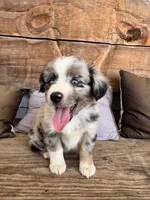 Bluey, a male Toy Australian Shepherd for sale in Wills Point, TX – 3 of 10
