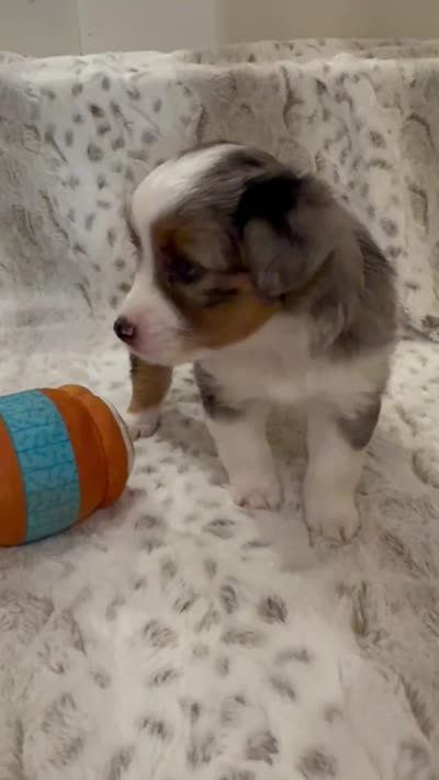 Martha, a female Toy Australian Shepherd for sale in Wills Point, TX – 10 of 10