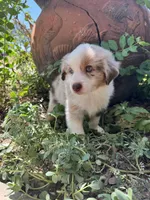 Charley, a male Toy Australian Shepherd for sale in Wills Point, TX – 2 of 10