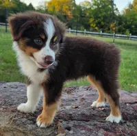 Teddy, a male Toy Australian Shepherd for sale in Wills Point, TX – 3 of 9