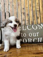 Charley, a male Toy Australian Shepherd for sale in Wills Point, TX – 3 of 10