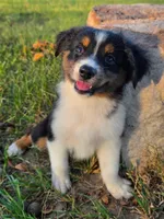 Milo, a male Toy Australian Shepherd for sale in Wills Point, TX – 4 of 9