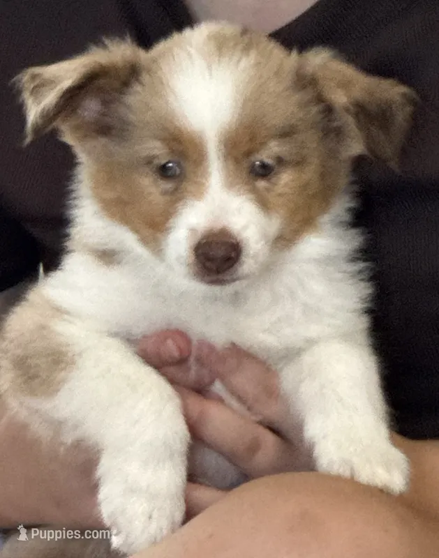Merada – Toy Australian Shepherd puppy for sale in Wills Point, TX