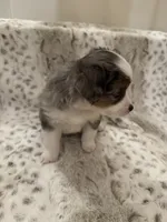 Martha, a female Toy Australian Shepherd for sale in Wills Point, TX – 7 of 10
