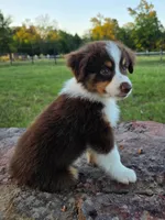 Teddy, a male Toy Australian Shepherd for sale in Wills Point, TX – 2 of 9