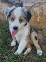 Koda, a male Toy Australian Shepherd for sale in Wills Point, TX – 8 of 9