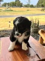 Penelope, a female Toy Australian Shepherd for sale in Wills Point, TX – 7 of 10