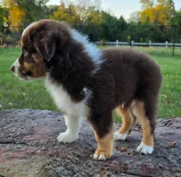 Teddy, a male Toy Australian Shepherd for sale in Wills Point, TX – 8 of 9