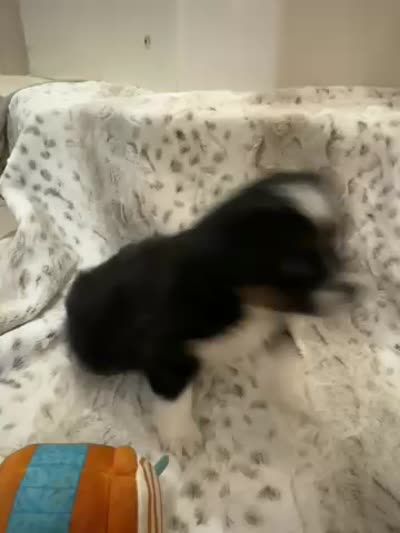 Penelope, a female Toy Australian Shepherd for sale in Wills Point, TX – 9 of 9