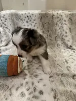 Martha, a female Toy Australian Shepherd for sale in Wills Point, TX – 3 of 10