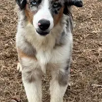 Rocky, a male Miniature Australian Shepherd for sale in Wills Point, TX – Photo 8 of 10