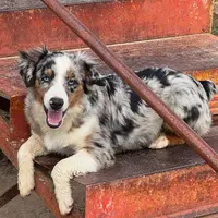 Rocky, a male Miniature Australian Shepherd for sale in Wills Point, TX – Photo 9 of 10