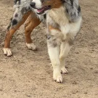 Rocky, a male Miniature Australian Shepherd for sale in Wills Point, TX – Photo 4 of 10