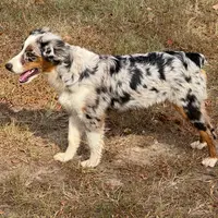 Rocky, a male Miniature Australian Shepherd for sale in Wills Point, TX – Photo 6 of 10
