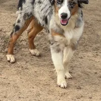 Rocky, a male Miniature Australian Shepherd for sale in Wills Point, TX – Photo 7 of 10