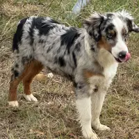 Rocky, a male Miniature Australian Shepherd for sale in Wills Point, TX – Photo 3 of 10