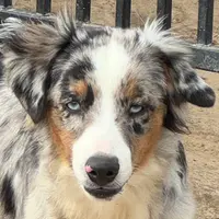 Rocky, a male Miniature Australian Shepherd for sale in Wills Point, TX – Photo 5 of 10