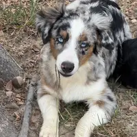 Rocky, a male Miniature Australian Shepherd for sale in Wills Point, TX – Photo 1 of 10