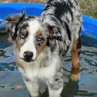 Rocky, a male Miniature Australian Shepherd for sale in Wills Point, TX – Photo 10 of 10