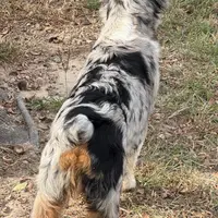 Rocky, a male Miniature Australian Shepherd for sale in Wills Point, TX – Photo 2 of 10