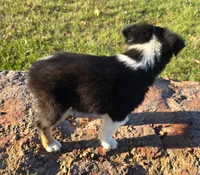 Flynn, a male Toy Australian Shepherd for sale in Wills Point, TX – 3 of 10