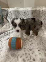 Martha, a female Toy Australian Shepherd for sale in Wills Point, TX – 6 of 10