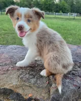 Merada, a female Toy Australian Shepherd for sale in Wills Point, TX – 5 of 10
