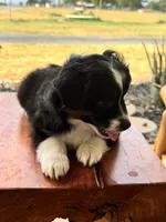Penelope, a female Toy Australian Shepherd for sale in Wills Point, TX – 2 of 10