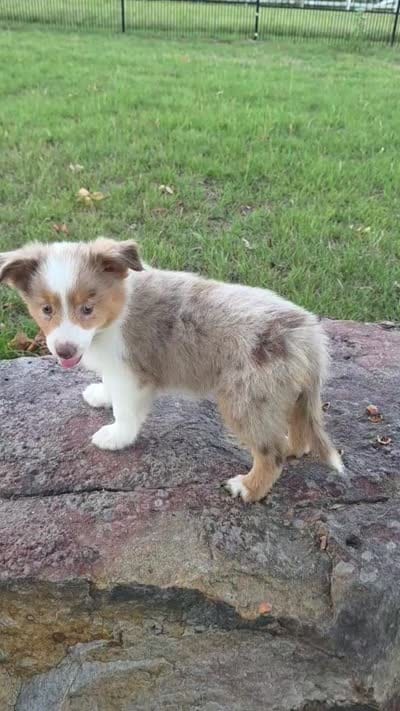 Merada, a female Toy Australian Shepherd for sale in Wills Point, TX – 10 of 10