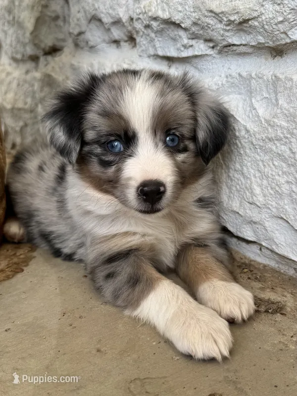 Bluey – Toy Australian Shepherd puppy for sale in Wills Point, TX