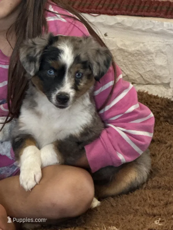 Betsy – Toy Australian Shepherd puppy for sale in Wills Point, TX