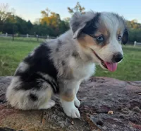 Koda, a male Toy Australian Shepherd for sale in Wills Point, TX – 5 of 9
