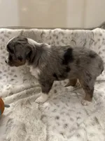 Betsy, a female Toy Australian Shepherd for sale in Wills Point, TX – 9 of 10