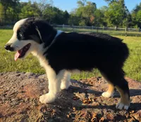 Flynn, a male Toy Australian Shepherd for sale in Wills Point, TX – 6 of 10