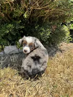 Martha, a female Toy Australian Shepherd for sale in Wills Point, TX – 6 of 10