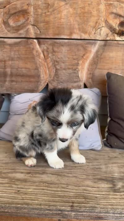 Bluey, a male Toy Australian Shepherd for sale in Wills Point, TX – 10 of 10