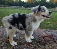 Koda, a male Toy Australian Shepherd for sale in Wills Point, TX – 6 of 9