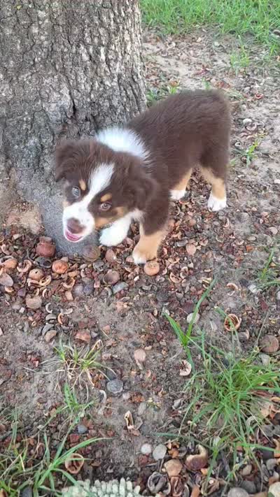 Teddy, a male Toy Australian Shepherd for sale in Wills Point, TX – 9 of 9