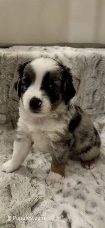 George – Toy Australian Shepherd puppy for sale in Wills Point, TX