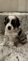 George, a male Toy Australian Shepherd for sale in Wills Point, TX – 1 of 10