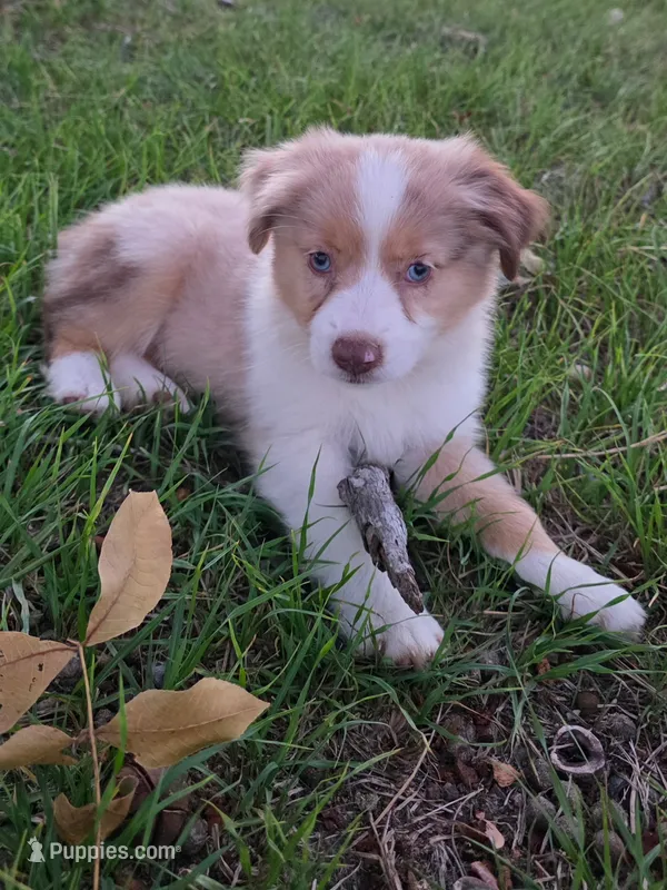 Dallas – Toy Australian Shepherd puppy for sale in Wills Point, TX