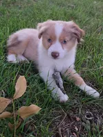 Dallas, a male Toy Australian Shepherd for sale in Wills Point, TX – 1 of 8
