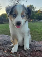 Koda, a male Toy Australian Shepherd for sale in Wills Point, TX – 3 of 9