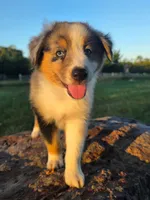 Bella, a female Toy Australian Shepherd for sale in Wills Point, TX – 8 of 10